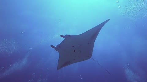 Like this Stingray's Lower Chest