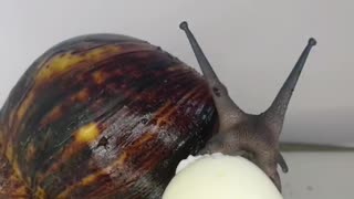 How snail eat eggs