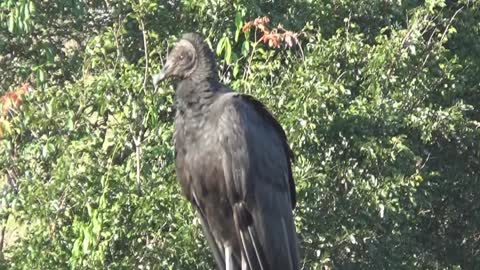 vulture bird ... Pássaro urubu