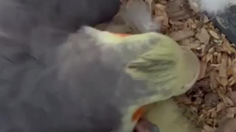 Cockatiel feeds its newly hatched chicks