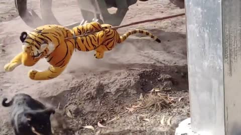 Wow Nice!!! Tiger vs Dog No Run Try To Stop Laugh Challenge 2021