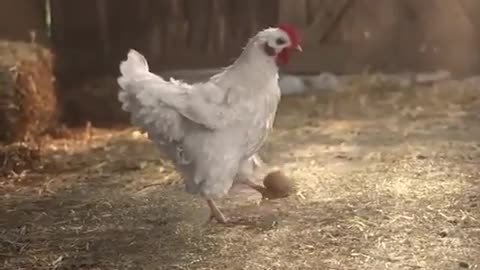 superstar chicken "Funny"