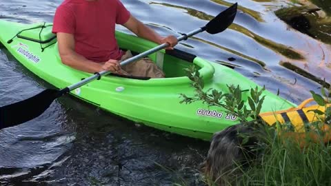 Australian Shepherd Tugs Kayak Back to Shore