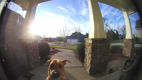 Watch how this dog uses a ring door bell