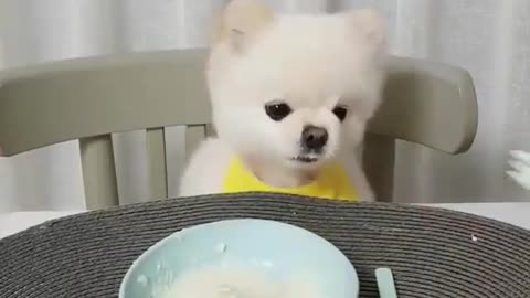 A puppy who loves noodles