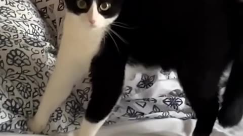 MEOW~ So Funny! Funniest Cats and Dogs 2023 7.4M views