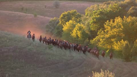 Horses running in slo-mo. Horseman near the herd. Strive forward to victory.