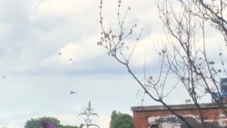 Military Helicopters in London.