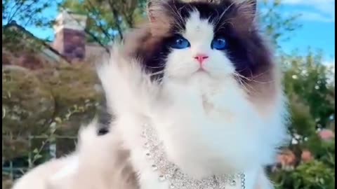 Cute cat