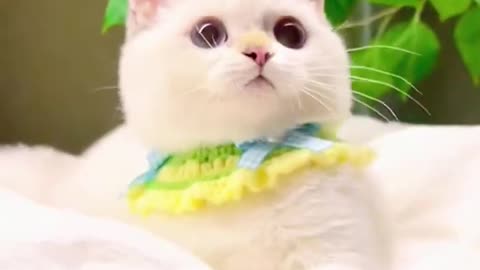 Subscribe to watch Cute Cats😀