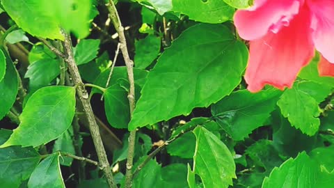 Hibiscus Rosa-sinensis Flower Red Colour