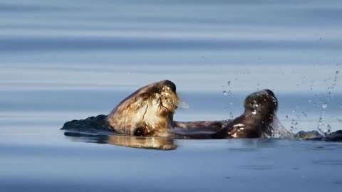 backstroke otter