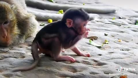 Monkey baby learns to walk..