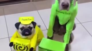 😍Cute and Funny Dog Compilation