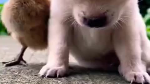 The Cutest Dog You'll Ever See!"