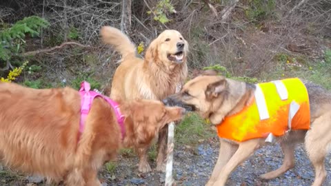 Dogs On A Hike Play Tug-of-War