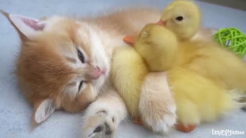 Ducklings want to sleep with the kitten