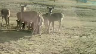 DEER FEEDING