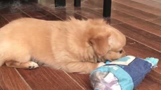 Cute puppy chewing on his favorite toy