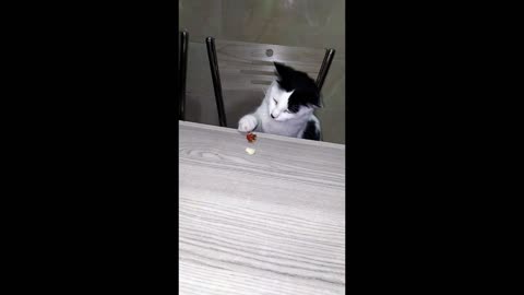 cat using his hand to eat 😁