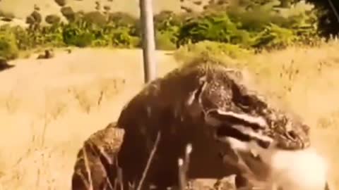 Comodo Dragon Swallows Baby Goat.