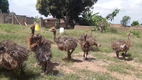 Ghana - Ostriches at 2 Weeks of Age