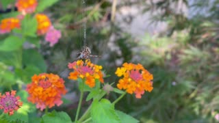 Spider and his web