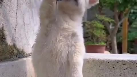 "Quenching that thirst with maximum cuteness! 🐾💦 #ThirstyPup #AdorableDrinker"