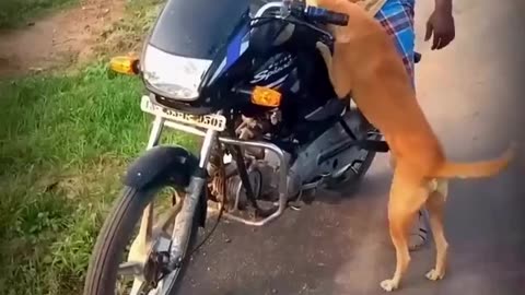 Dog wants to ride bike