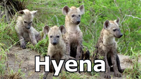Hyena Sounds & Hyena Pictures ~ The Sound a Hyena Makes