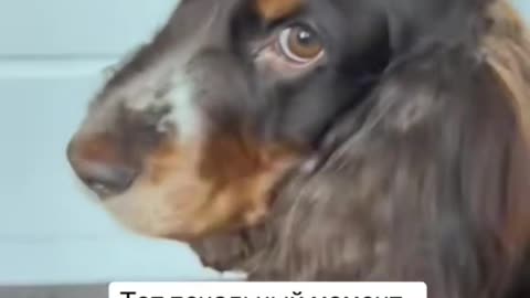 Dog Has Emotional Reaction To Video Of Crying Puppy