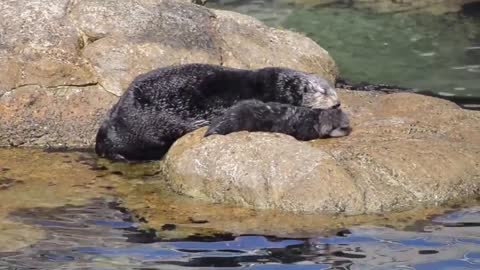 Monterey Bay Aquarium Otter Pup