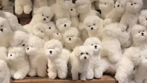 which of these is a dog 🤩😚