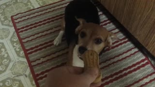 Beagle puppy goes insane for treat