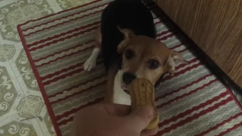 Beagle puppy goes insane for treat