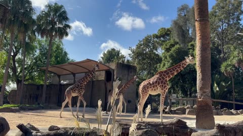 The Giraffes at Melbourne Zoo