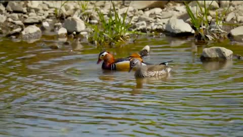 Beautiful ducks are swimming.....