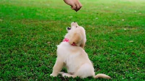 Dog training his trainer intelligent dog