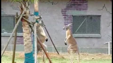 Two kangaroos are fighting, and their tails can support their whole bodies