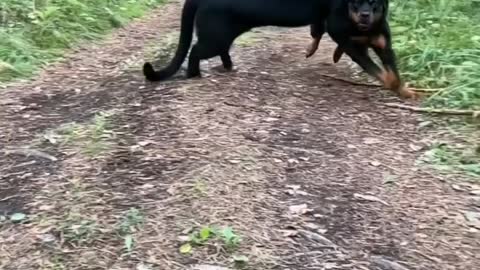 dog and black panther are friends