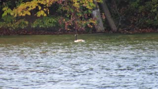Goose Swimming in a Lake