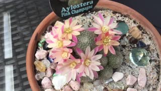 Cactus Aylostera In Bloom.