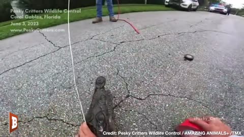 CRIKEY! Animal Control WRANGLES American Crocodile in Florida