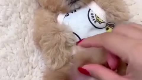 Soo cute puppy training