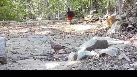 fauna en la charca selva baja mexico