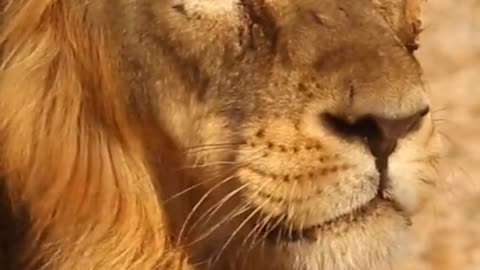 Lion Animals Videos For Kids