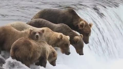 Bear Buffet