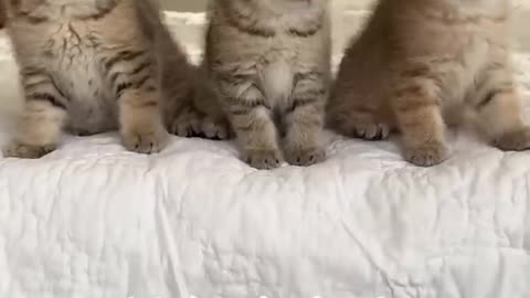 Wednesday kitten's dance! Wait for