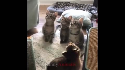 "You are not my sister!" The reaction of cats and kittens to an adopted cat