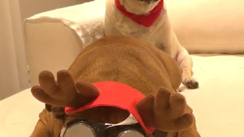 Pug & Bull dog not so into the Christmas spirit